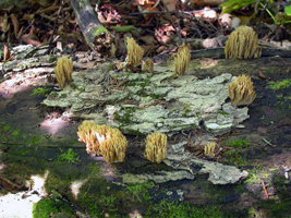 Ramaria stricta – These coral mushrooms are abundant in wet autumn seasons and can populate fallen logs in great numbers.